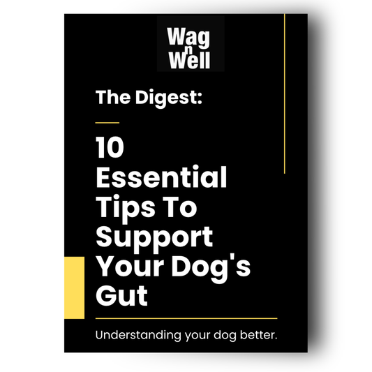 The Digest: 10 Essential Tips To Support Your Dog's Gut